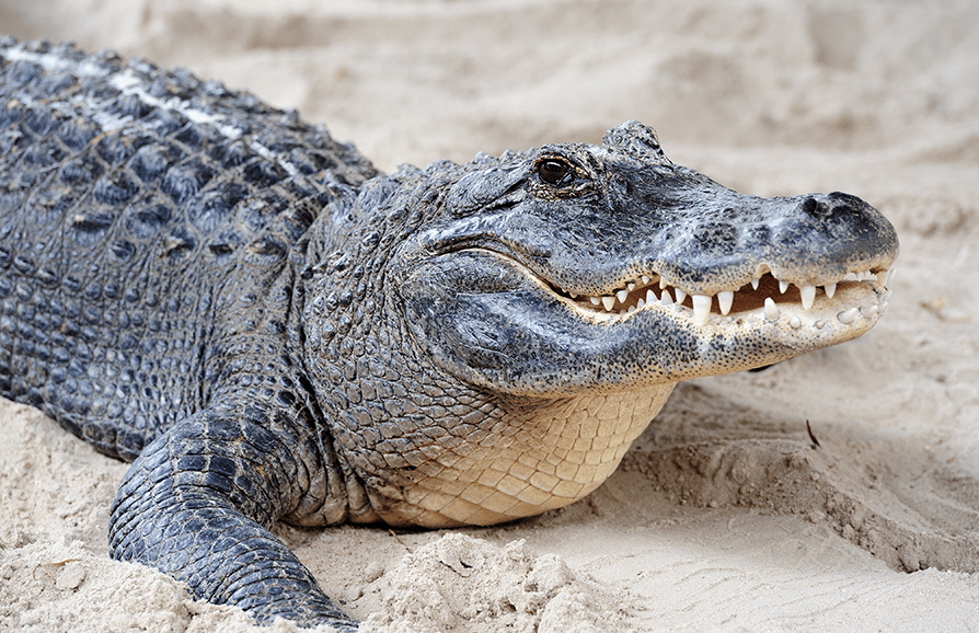 kgs-new-home-outdoor